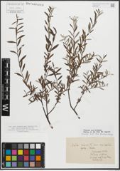 Foto von Salix repens subsp. rosmarinifolia (L.) Andersson